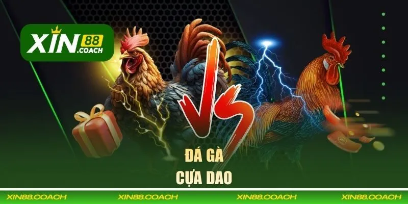 Đá gà cựa dao