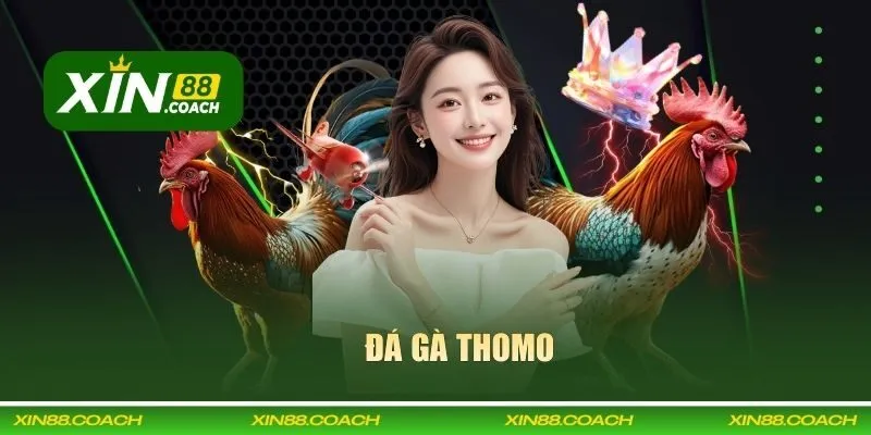 Đá gà Thomo