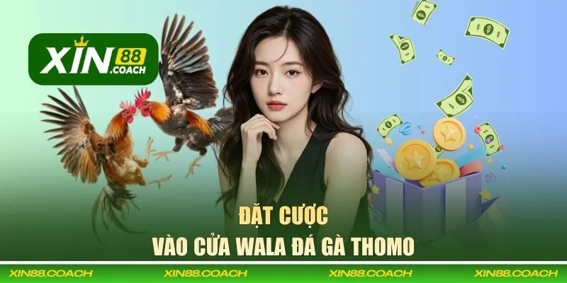 Tìm hiểu cửa cược Wala đá gà Thomo tại XIN88